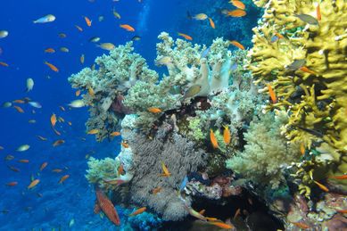 Jackson Reef