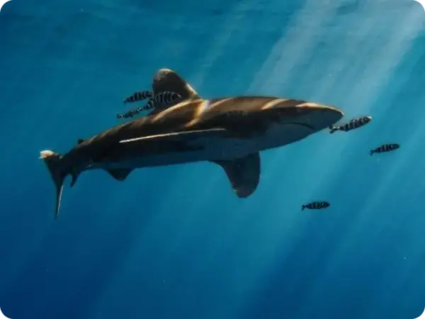 Sharks