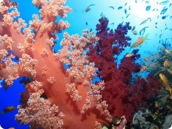 Coral Reef