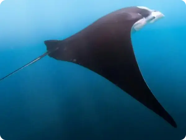 Manta Rays
